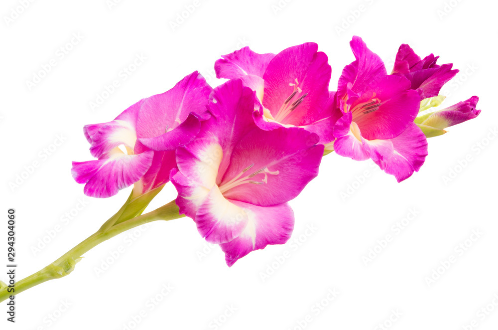 gladiolus flower isolated gladiolus flower isolated