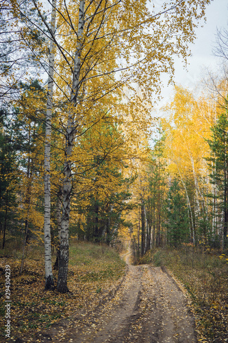 dirt road through the autumn forest