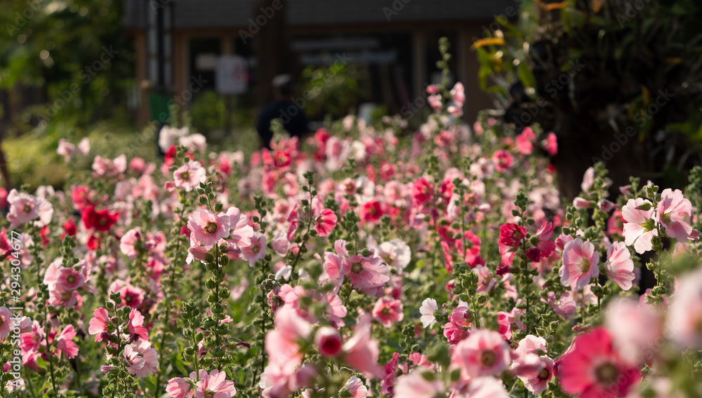 Group of Pink Hollyhock Flowers, Selective Focus Group of Pink Hollyhock Flowers, Selective Focus