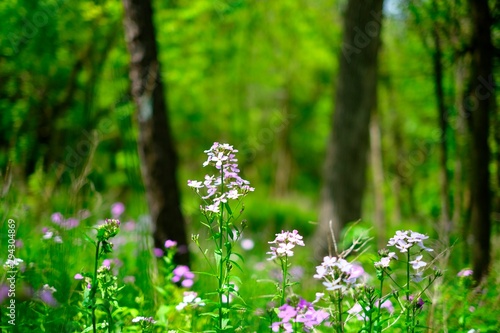 Fototapeta Naklejka Na Ścianę i Meble -  Sprigs of flowers in forest