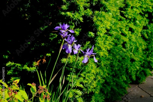 Purple flowers in the forest