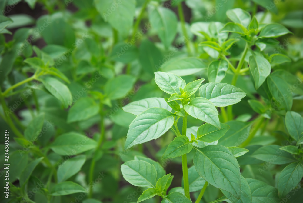 Green basil grows in the garden. Selective focus. Green basil grows in the garden. Selective focus.