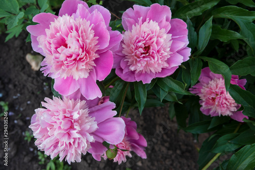 Peony flowers are pink. Green leaves and stems.