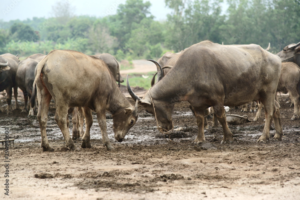 Obraz premium Buffalo in the meadow