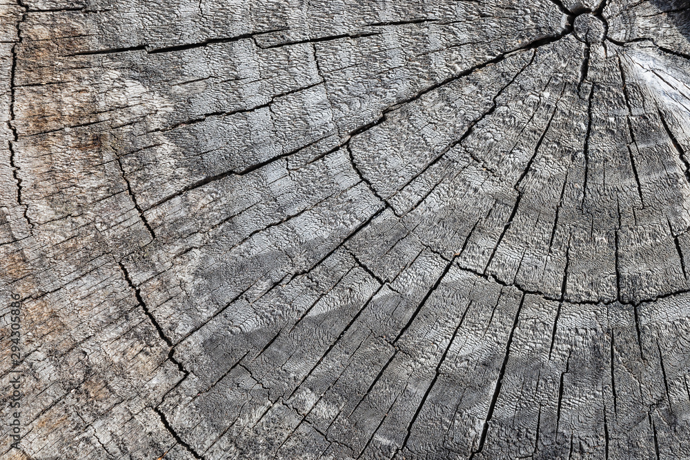 Fototapeta premium Top surface of a cut stump from a pine tree. Gray textured background.
