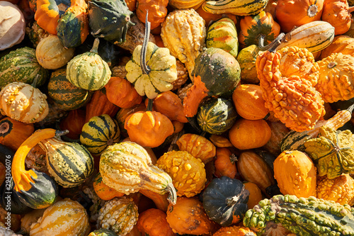 Decorative gourd varieties harvested and stacked up in a farm. photo