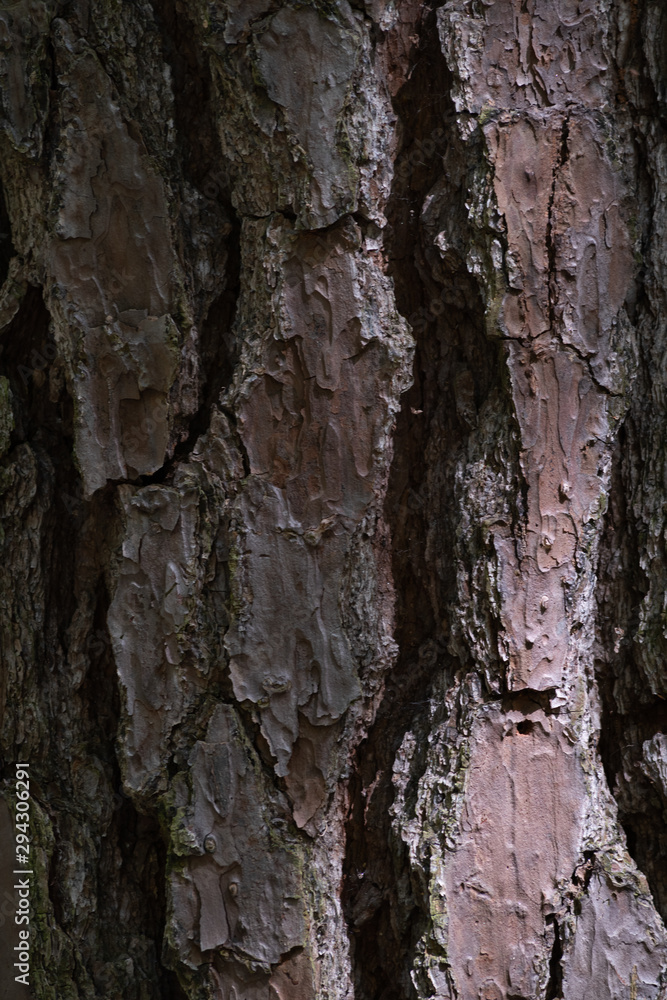 tree bark back ground with shadow and sun tree bark back ground with shadow and sun