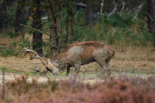 Red deer stag in rutting season in National Park Hoge Veluwe in the Netherlands