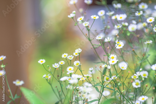 The blurry nature background of white flowers, cosmos, that grows in parks or tourist attractions, adorns for beauty and indulgence during sightings.