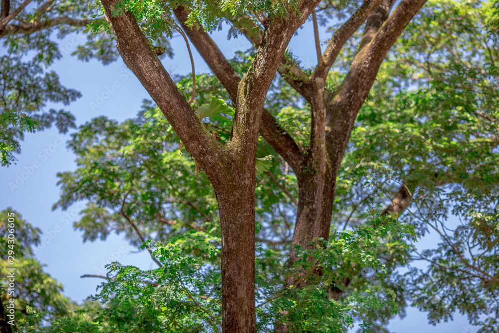 The background of green leaves, caused by large trees along the lines, provides fresh air. The background of green leaves, caused by large trees along the lines, provides fresh air.