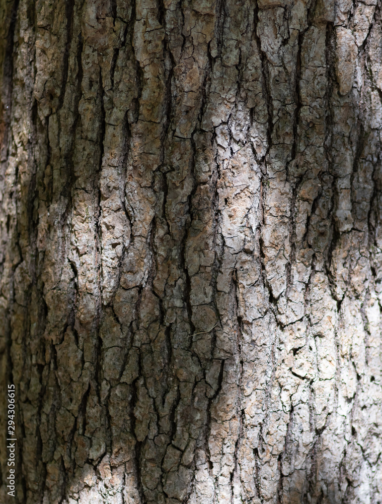 tree bark back ground with sunlight and shadows tree bark back ground with sunlight and shadows
