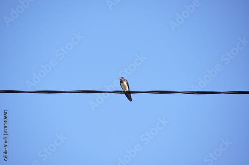 Alone bird perching on power cable lines isolated with clear sky background © MatejZ