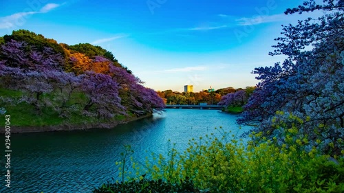 A sunset timelapse of Chidorigafuchi pond with cherry trees in Tokyo in spring wide shot tilt photo