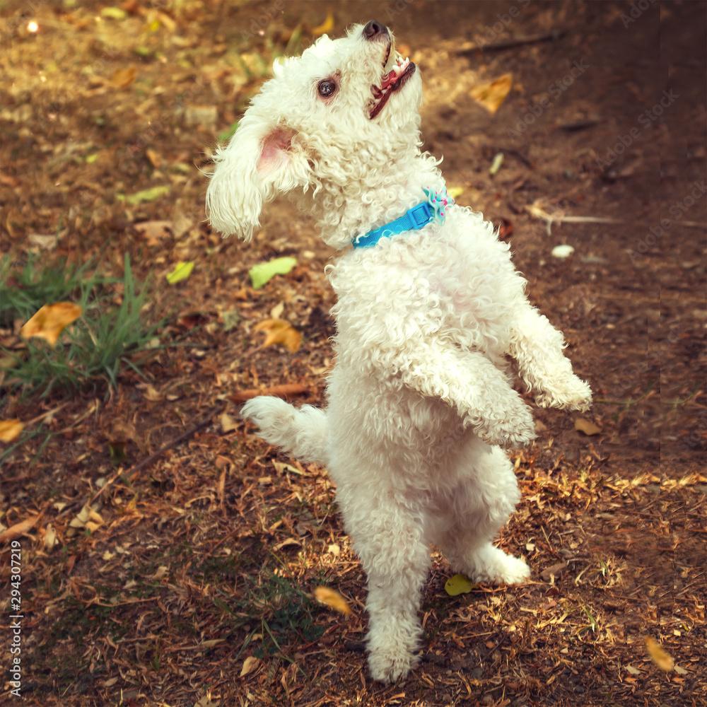 cachorro feliz en el dia en el parque con la lengua afuera saboriando