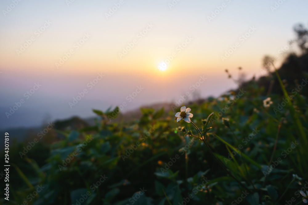 Daisy flowers at sunrise