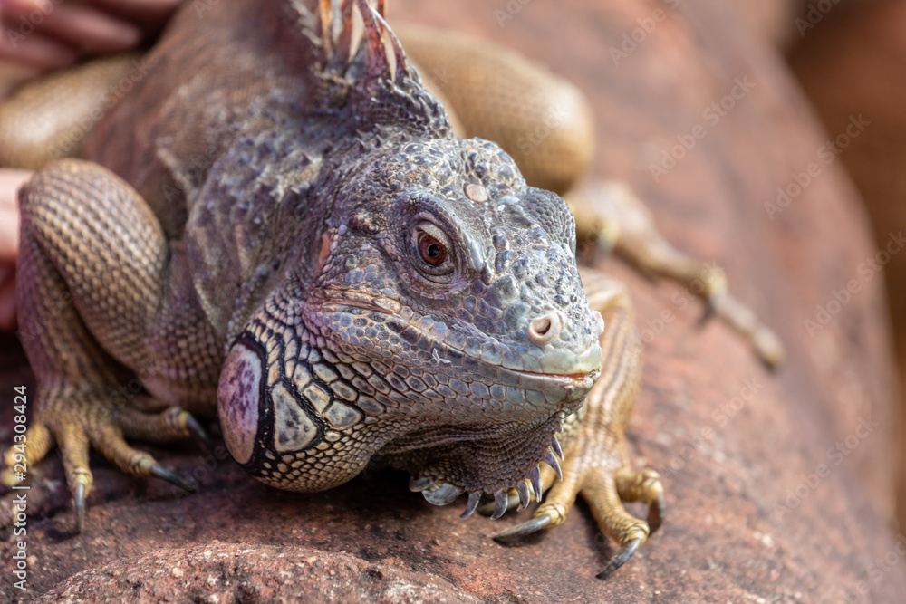 Fototapeta premium Close up of laege water lizard basking on stone wall