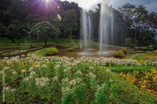 The natural background of flower beds, with a variety of beautiful species, decorated in the park