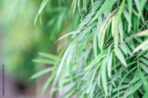 Blurred close-up natural background of leaves, bamboo leaves that rise in the park or by the roadside in the journey, the beauty of nature in spring