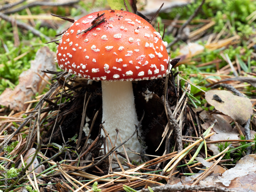 Red amanita, Fly Agaric in a natural environment Red amanita, Fly Agaric in a natural environment