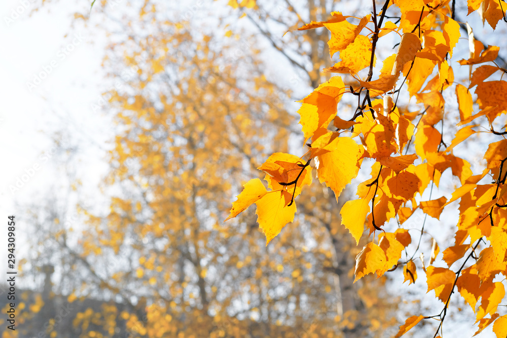 Birch Tree Leaves Close Up