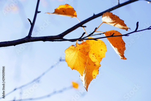 closeup of yellow birch tree leaves under sunlight on branch against blue sky