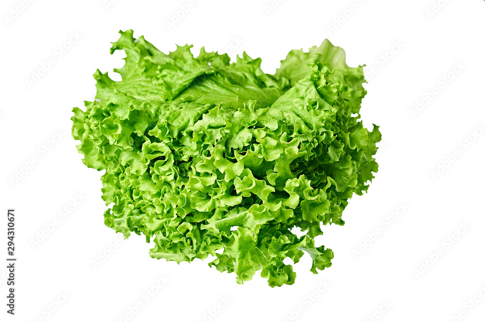 Fresh green fluffy leaves of salad lettuce isolated on white background. Close-up. Vegetarian, dieting, healthy, low calorie food Fresh green fluffy leaves of salad lettuce isolated on white background. Close-up. Vegetarian, dieting, healthy, low calorie food