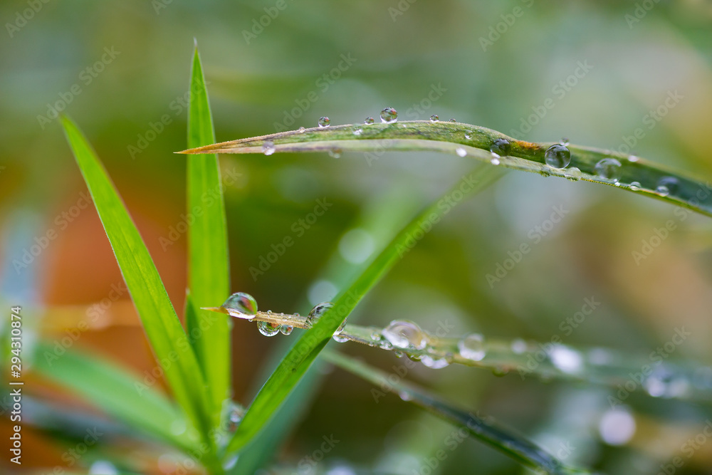 Macro photo of raindrop, water drop from morning autumn dew on grass