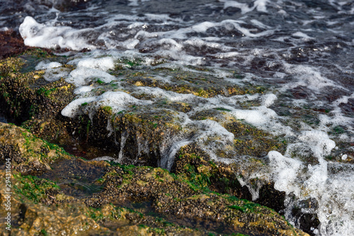 Rocky seashore with stones overgrown with green algae