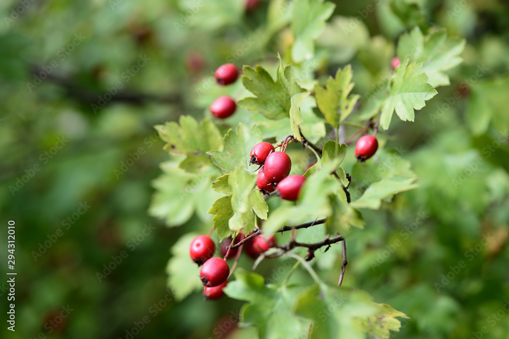 Hawthorn berries on a branch in autumn day close-up