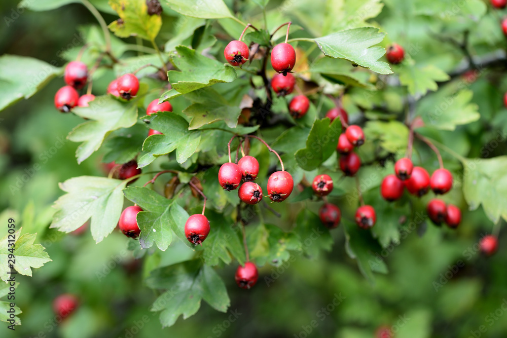 Hawthorn berries on a branch in autumn day close-up