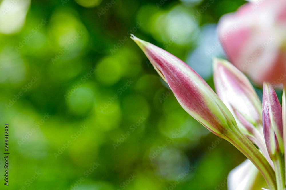 Fototapeta premium Green leaf pattern Nature Background 