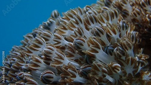 Pulsating soft coral (Xeniidae) dances with ocean current while its tentacles opens and closes in slow motion to feed on planktons and algae. Moalboal, Cebu, Philippines. photo