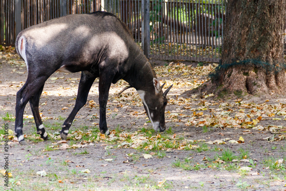 Antelope Nilgai or Blue Bull (Boselaphus Tragocamelus) Antelope Nilgai or Blue Bull (Boselaphus Tragocamelus)