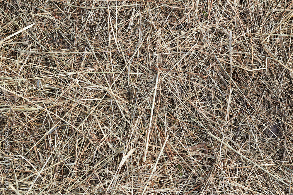 Photo Hay, straw, background, texture. Photo Hay, straw, background, texture.