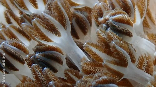 Pulsating soft coral (Xeniidae) dances with ocean current while its tentacles opens and closes in slow motion to feed on planktons and algae. Moalboal, Cebu, Philippines photo