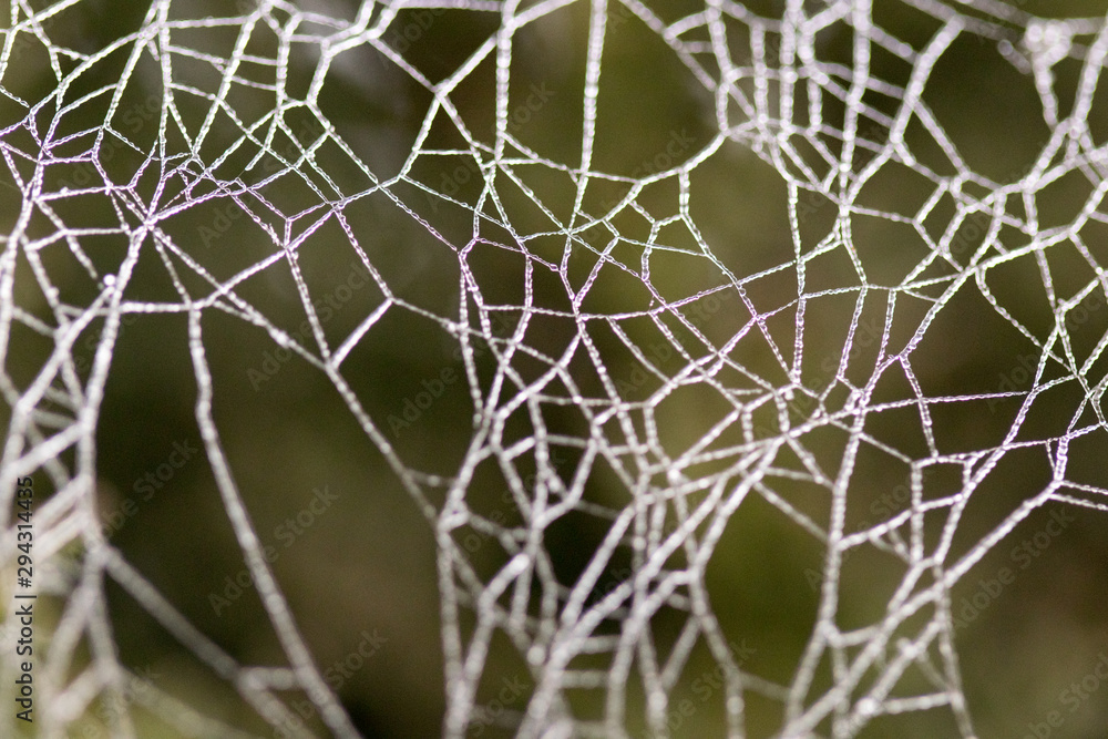spider web with dew in its habitat
