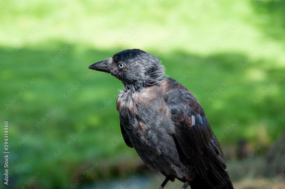 Obraz premium Dohlen