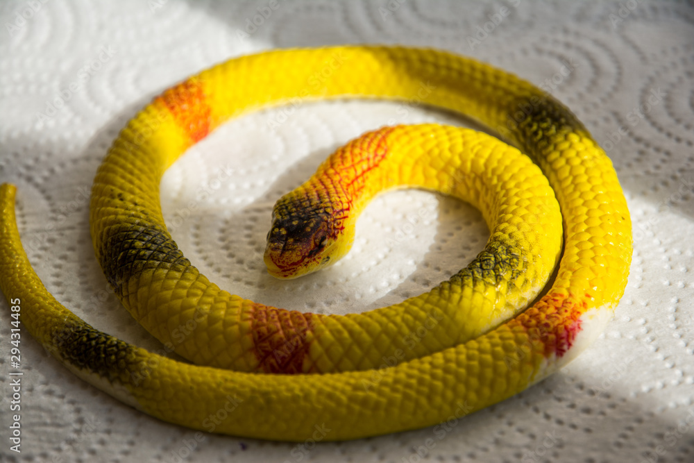 Fototapeta premium snake, reptile, animal, wildlife, python, nature, white, isolated, serpent, green, black, wild, scale, viper, snakes, dangerous, yellow, head, scales, white background, pet, venomous, skin