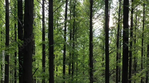 Wallpaper Mural a drone-shot image of the forests of Metasequoia Torontodigital.ca