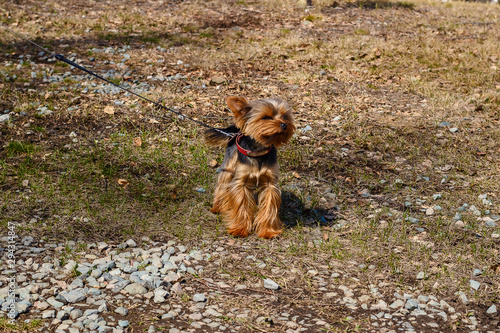 Yorkshire Terrier on a leash outdoors