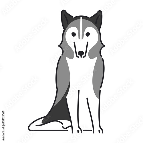 犬　ポーズ　表情　１匹　シベリアンハスキー