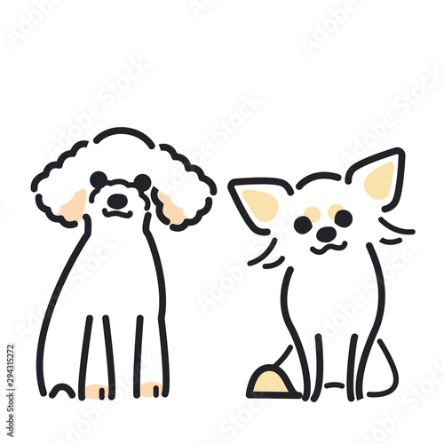 犬　ポーズ　表情　２匹　トイプードル　チワワ