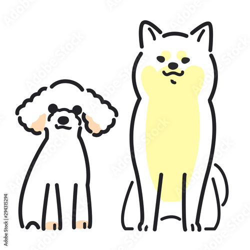 犬　ポーズ　表情　２匹　柴犬　トイプードル