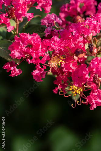 pink flower