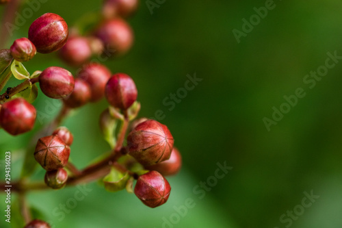 Red Fruit