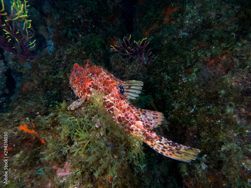 tropical fish on coral reef © Javier