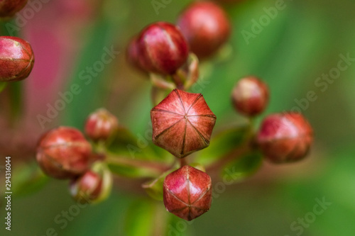 Red Fruit