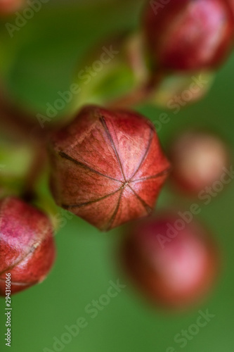 Red Fruit
