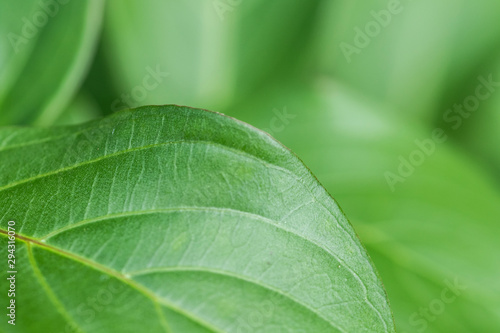 green leaf
