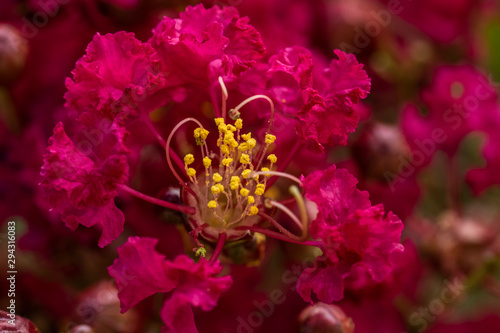 red flower